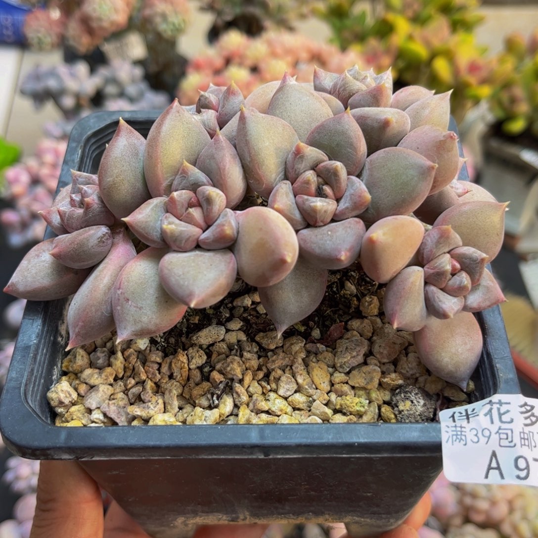 974象牙朵朵缀10cm