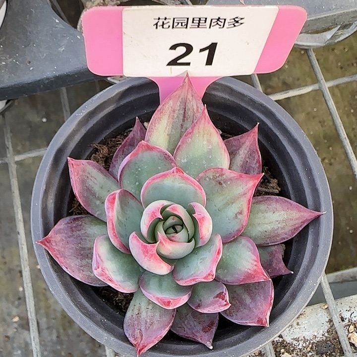 21 惊鸿仙子多肉植物6-9cm