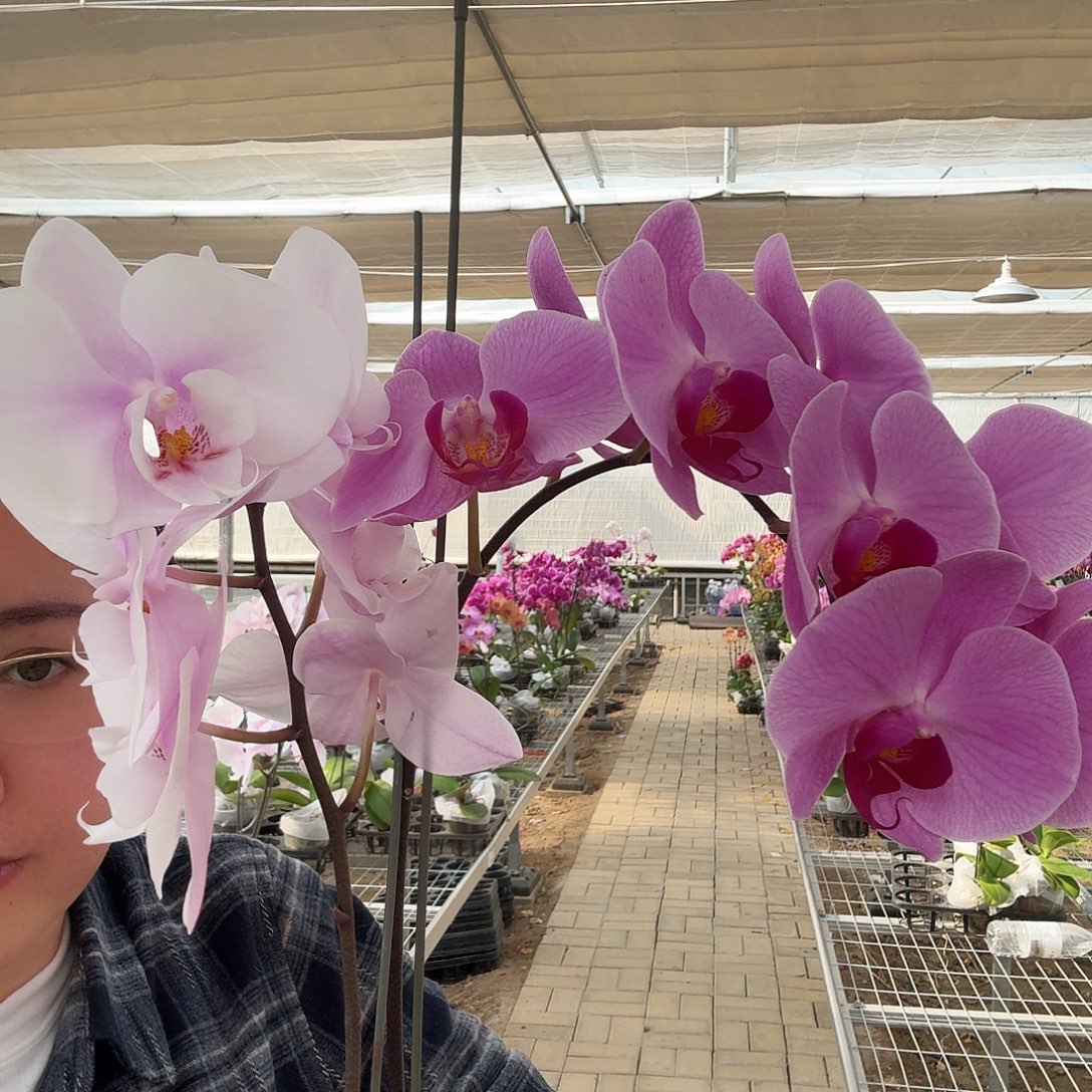 完全开放阿尔提亚1颗，明尼1颗