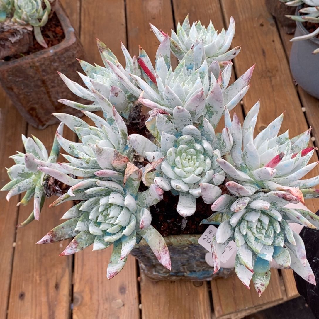 90号苹果叶大群瑕疵瑕疵