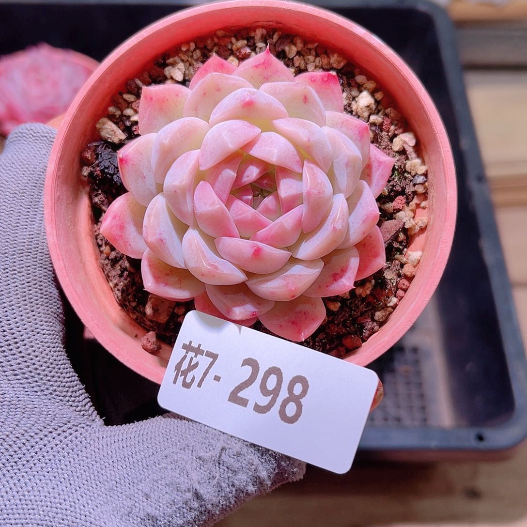 花07-198新品单头