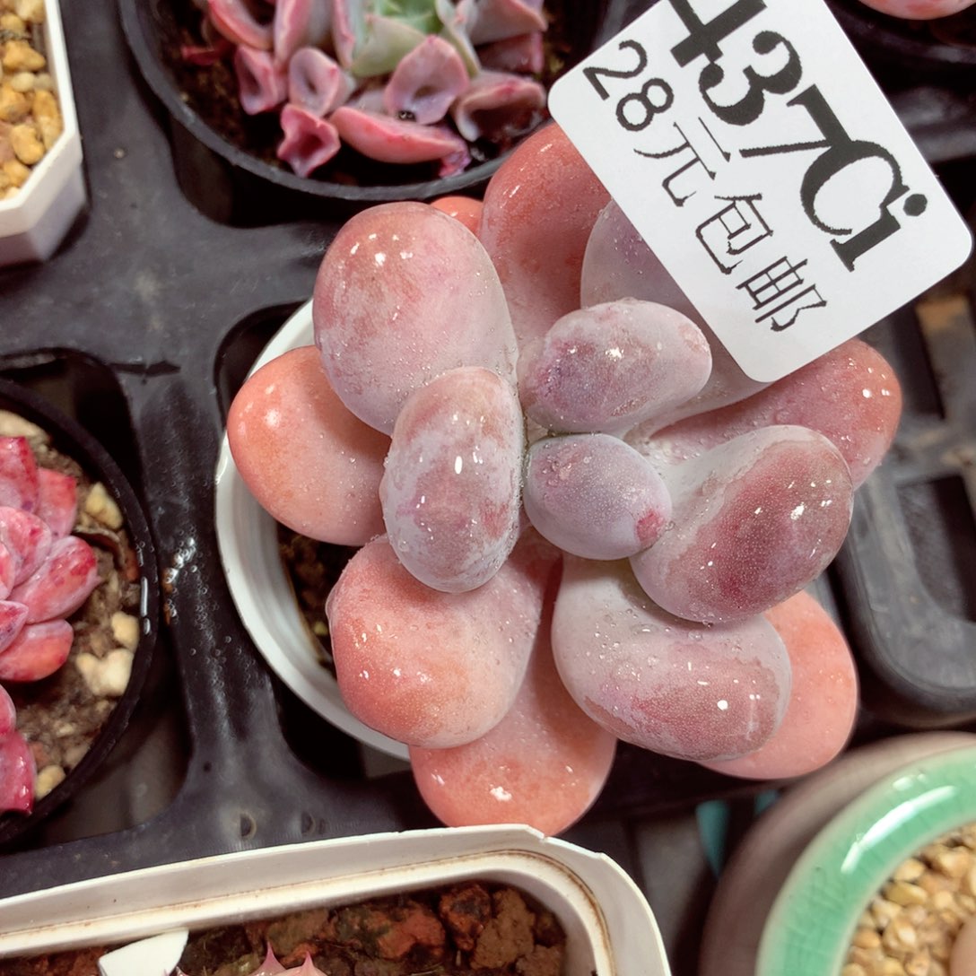 5厘米盆精控多肉437