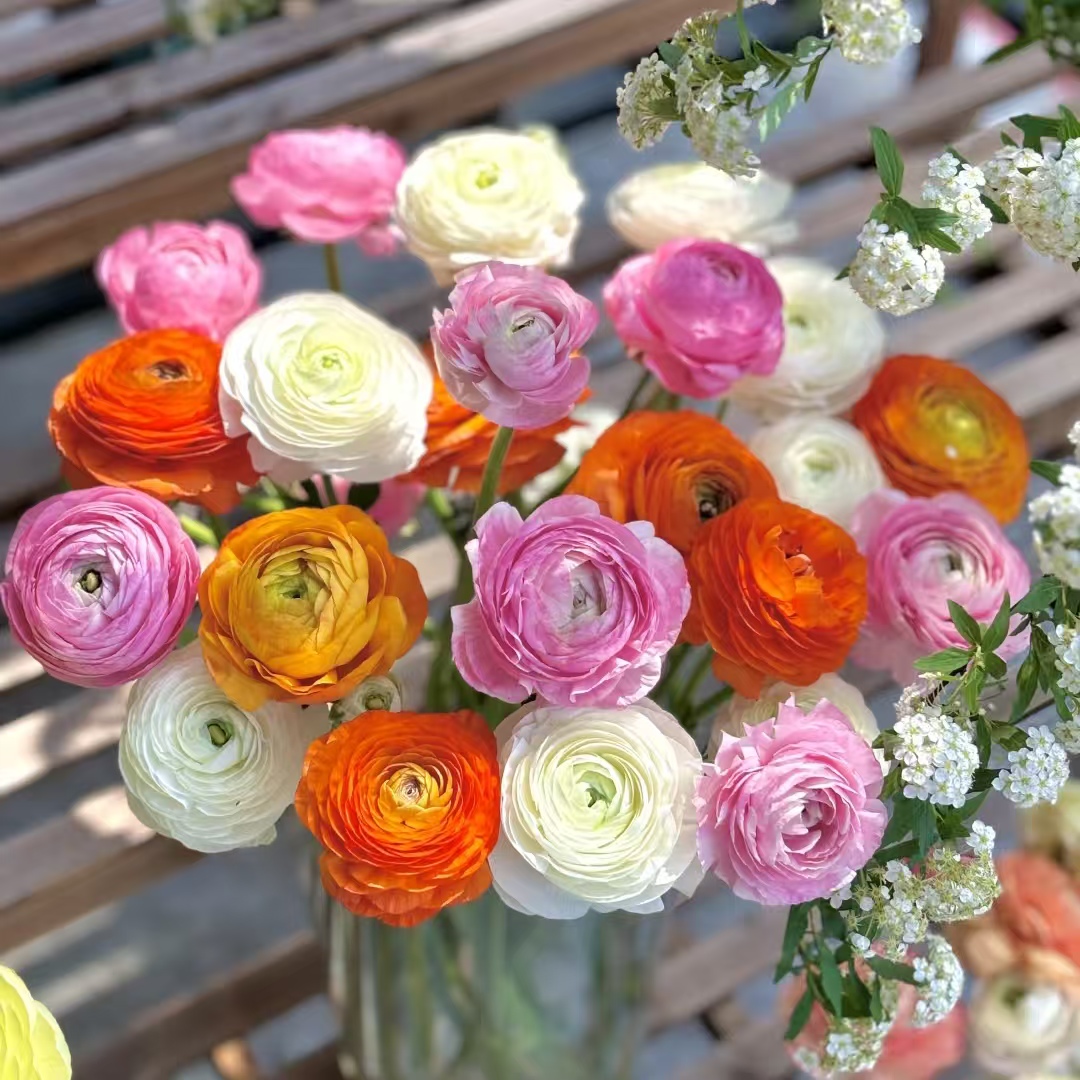 [洋牡丹鲜花  家居办公鲜花]任意2单发顺丰冷链