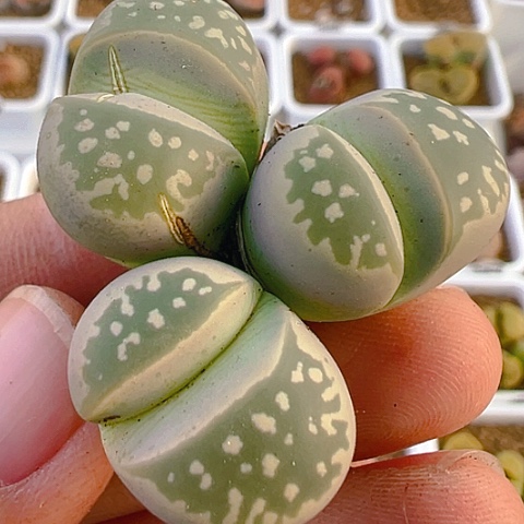 【闪购商品】20165，有伤