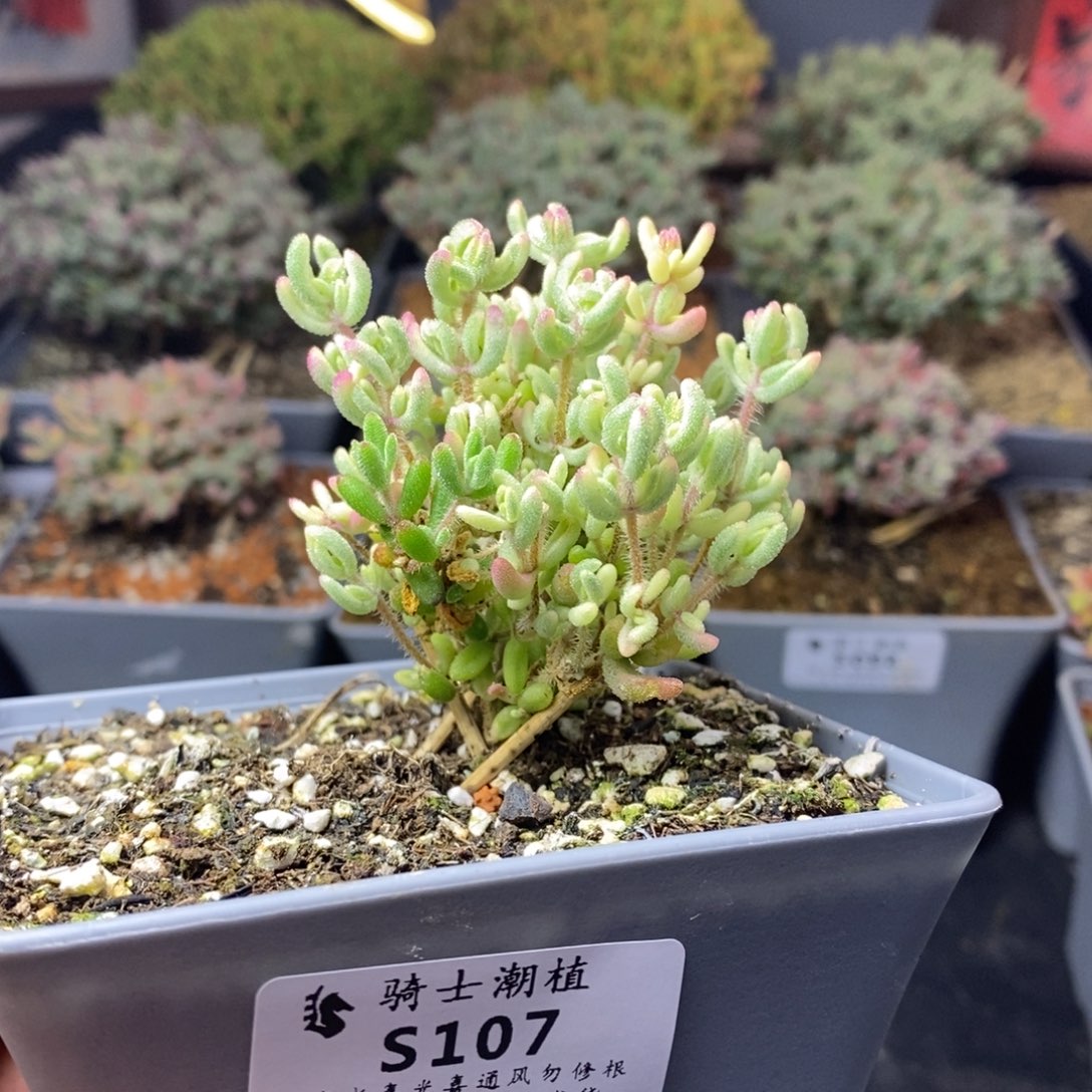 107红宝石锦多肉