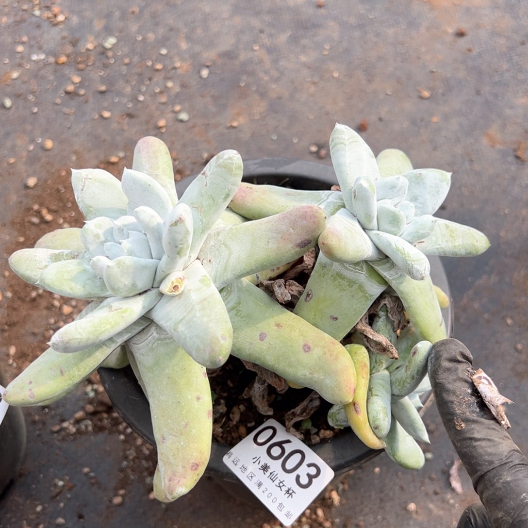 603啊啊啊啊啊啊啊啊