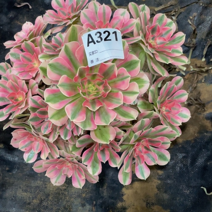 山***人321女巫111111多肉