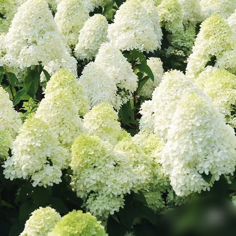 【石灰灯】2加仑盆 庭院阳台新手好养绿植 盆栽植物