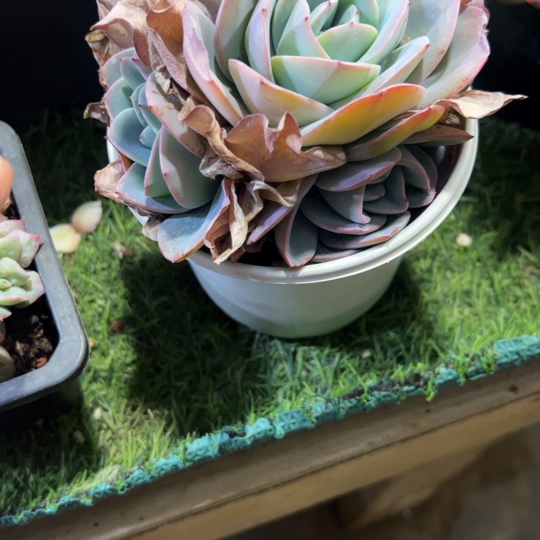 布鲁兰5头多肉植物