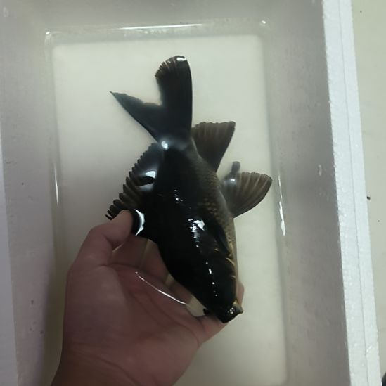 蝴蝶鲤鱼墨蝶大鳍大尾