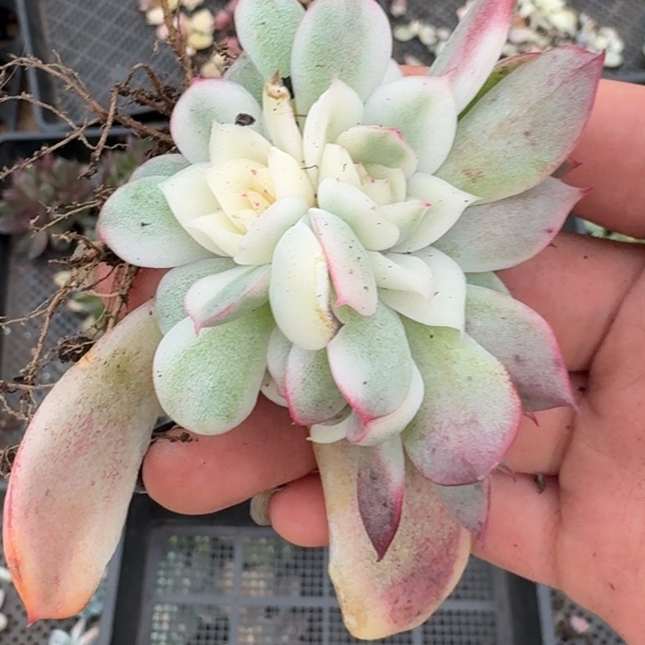 粉水晶锦一物一拍