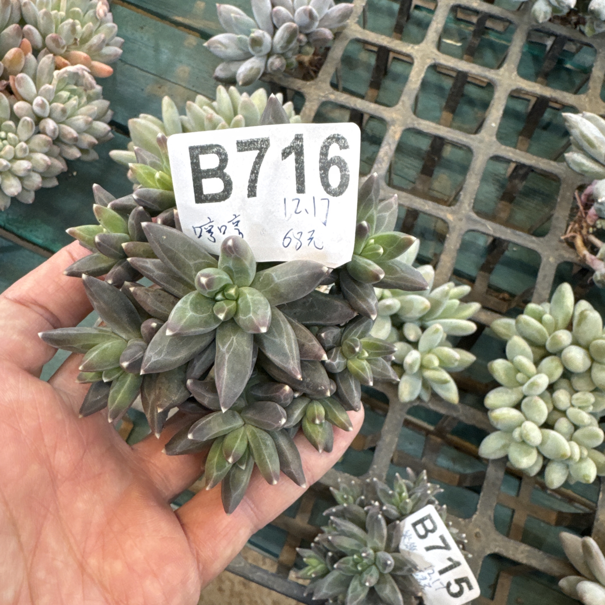 B716，哼哼多肉植物乌拉克拉