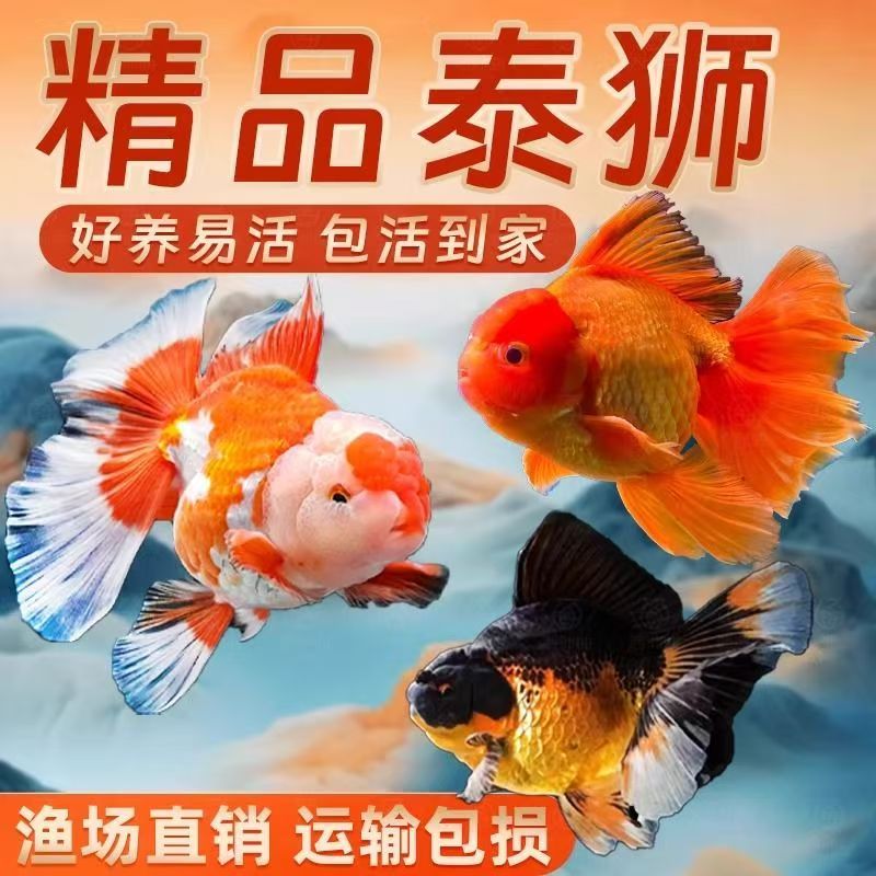 霈泽金鱼—包开箱活【无开箱视频不售后】直播间马印灯效果介意勿拍~