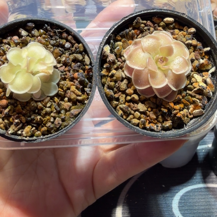 周***函无花朵圆花加➕圆花弗洛里脱土发
