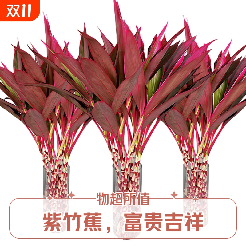 鸿运紫竹鲜切花水培植物粗杆水养客厅招财竹子室内年宵绿植