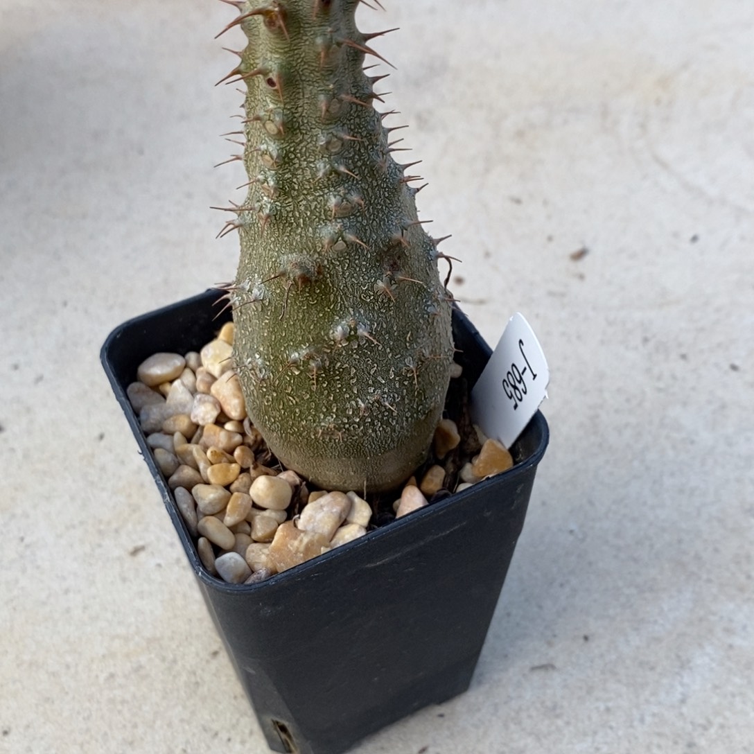 小象牙宫块根植物盆栽