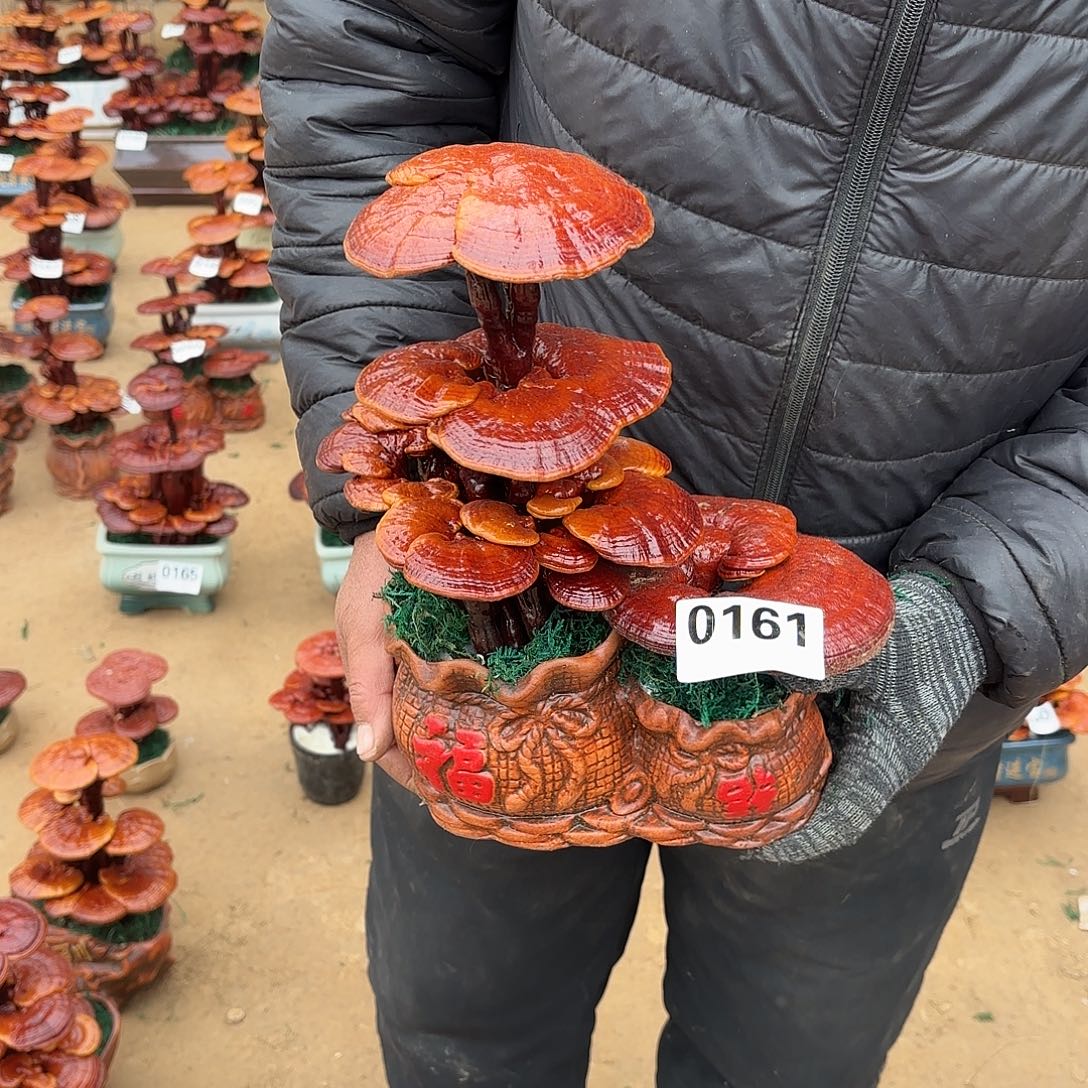 无花朵灵芝是我国著名植物