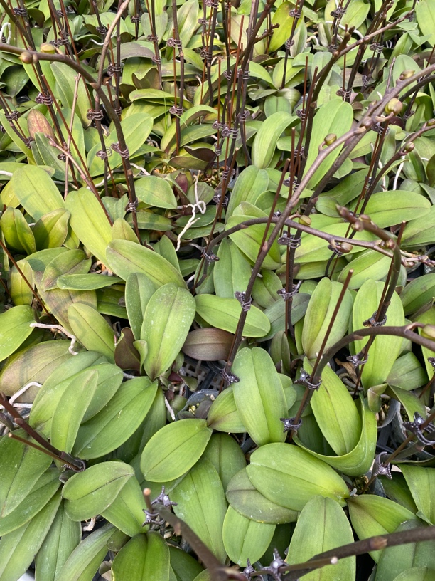 邮费补贴蝴蝶兰邮费