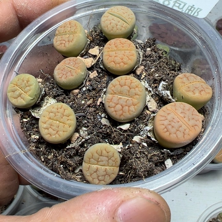 【闪购商品】 1036。     