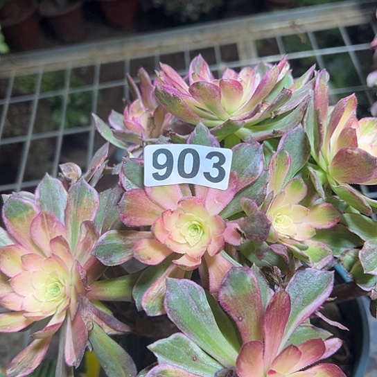 碧***光多肉植物一个万花筒903