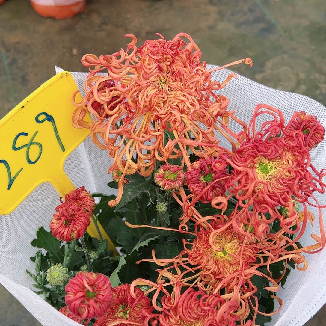 完全开放稀有品289