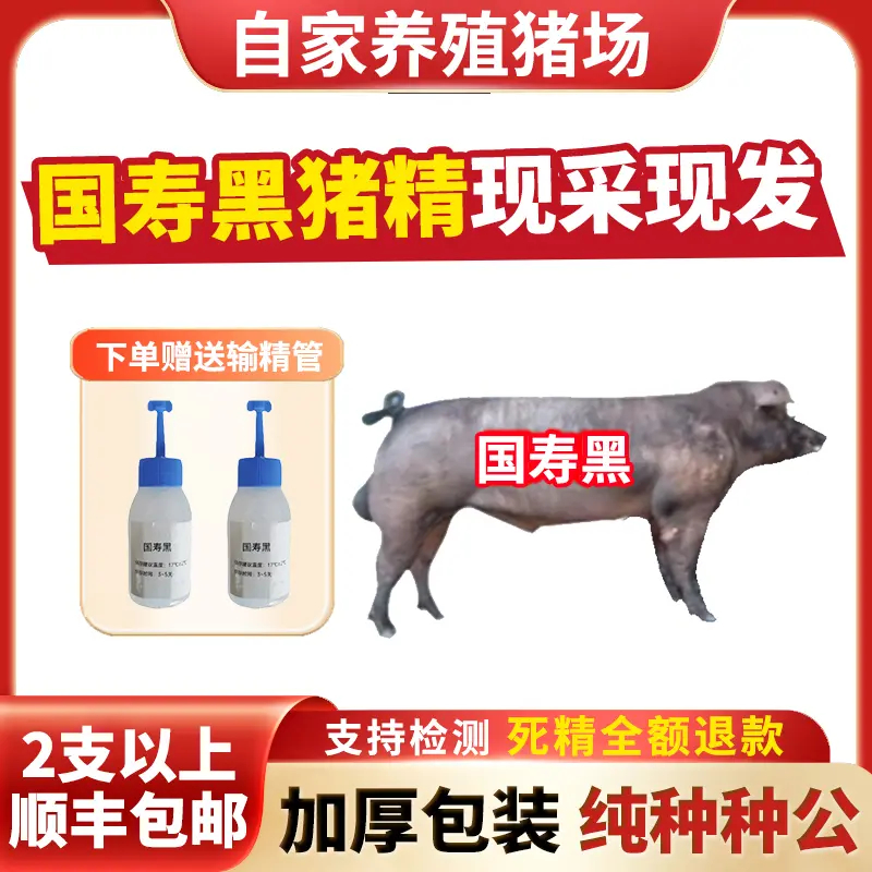 【国寿黑】60ml兽用优质精液黑猪精母猪配种人工授精当天现采现发