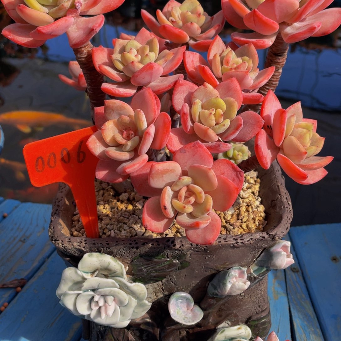 ζ****0006上午多肉植物群生