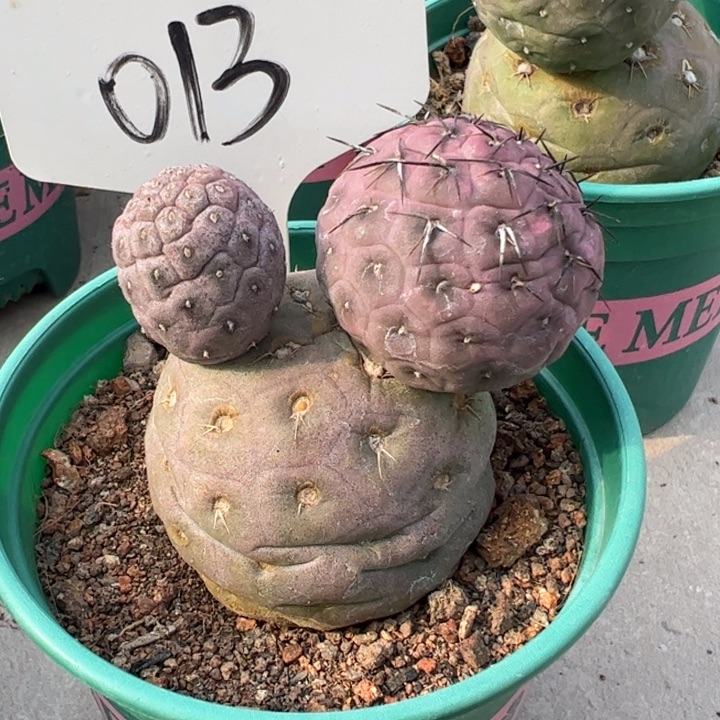 仙人球仙人球仙人球