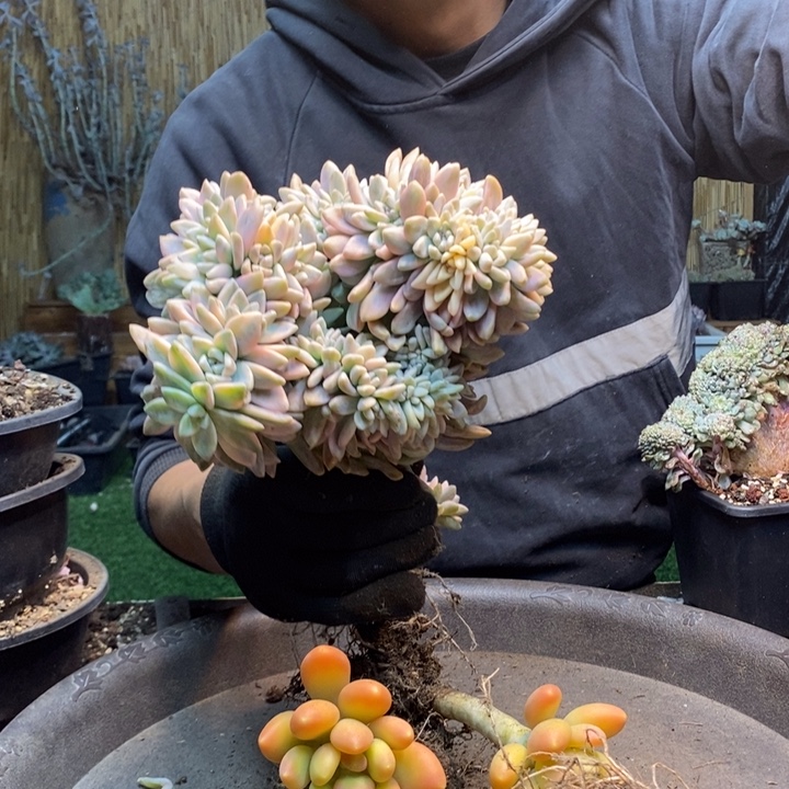 X***姐277号淡雪多肉植物
