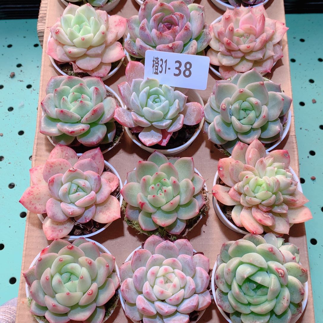31-38一物一拍多肉带盆18颗
