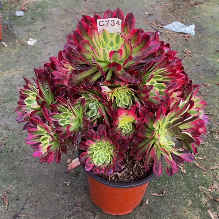 天河多肉植物734