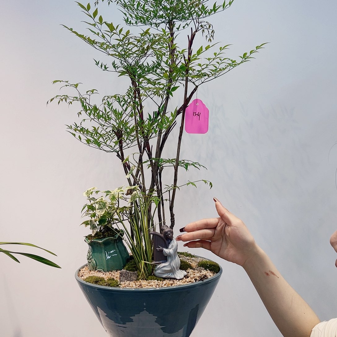 高端绿植一物一拍