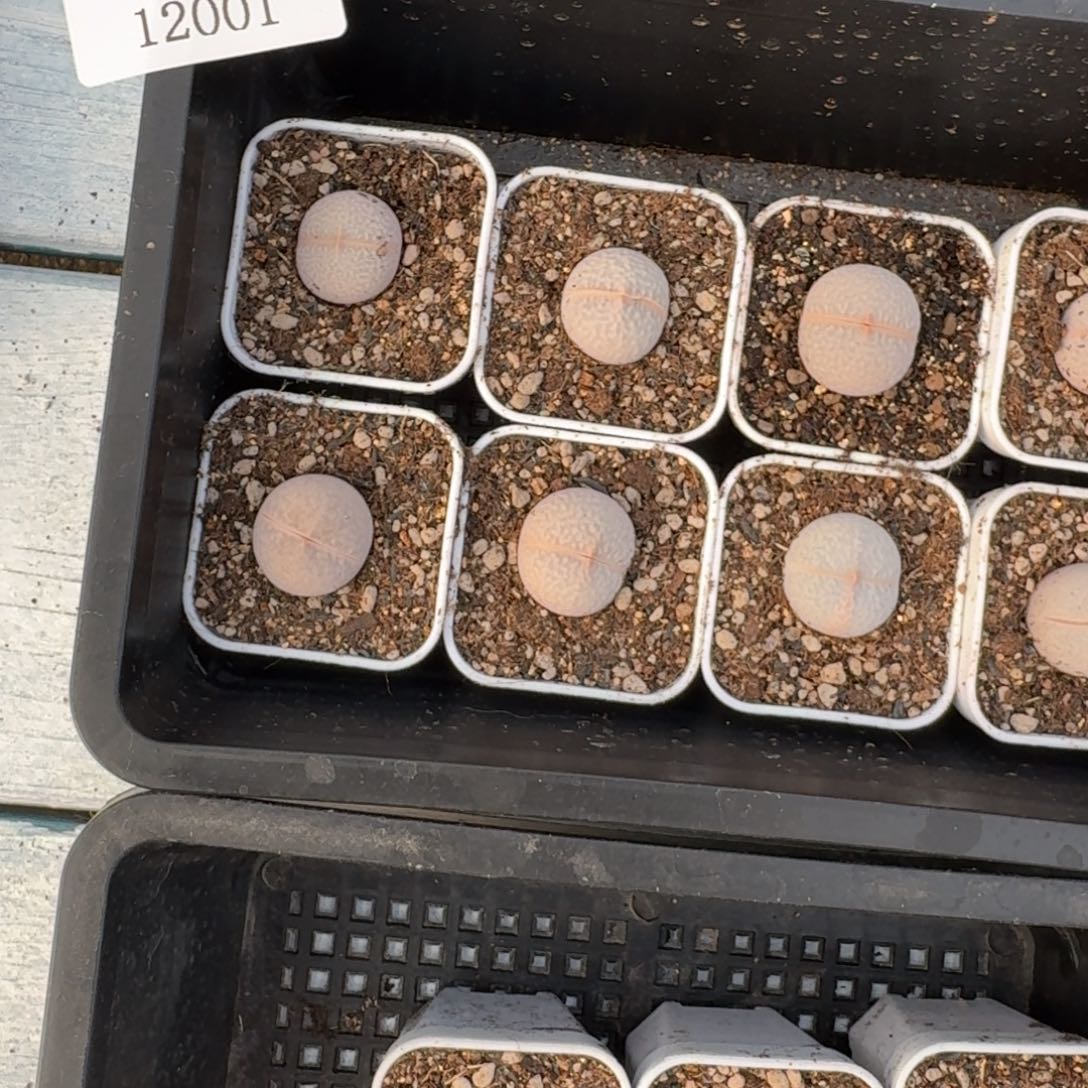 12001-高尔夫福利2颗 量拍