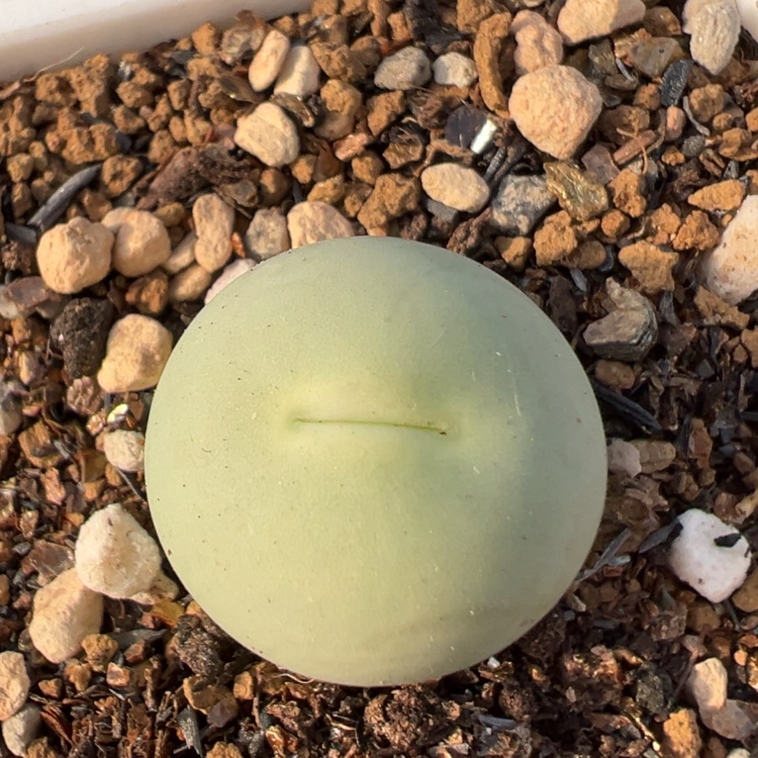 8007多肉植物百科植物