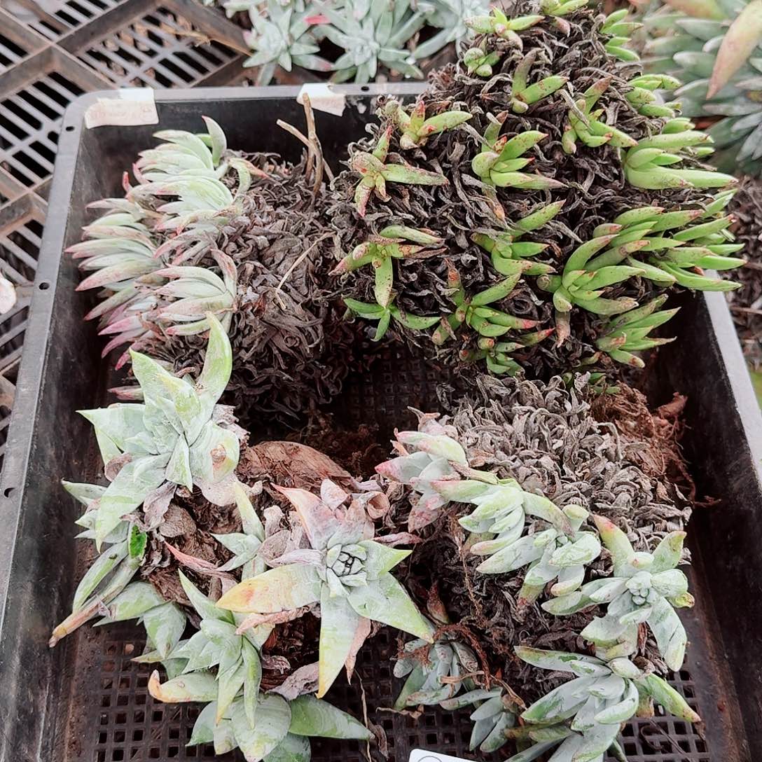 9696瑕疵框拍不售后