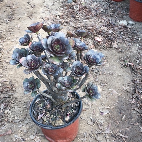 灰圆叶小朵朵法师0010