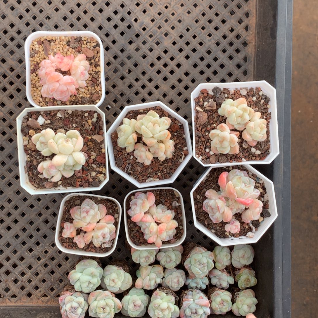 精控冰玉一物一拍
