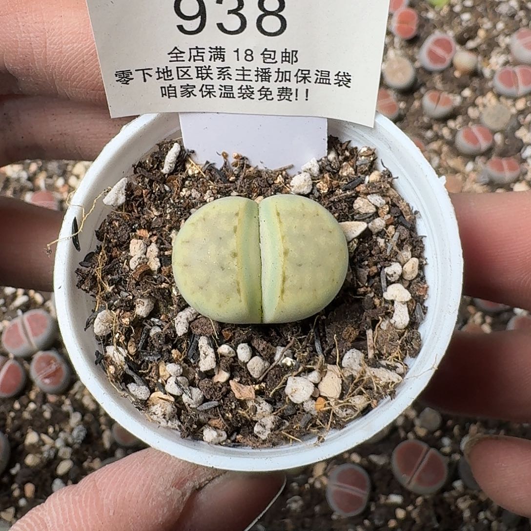 938盆口5公分满18包邮