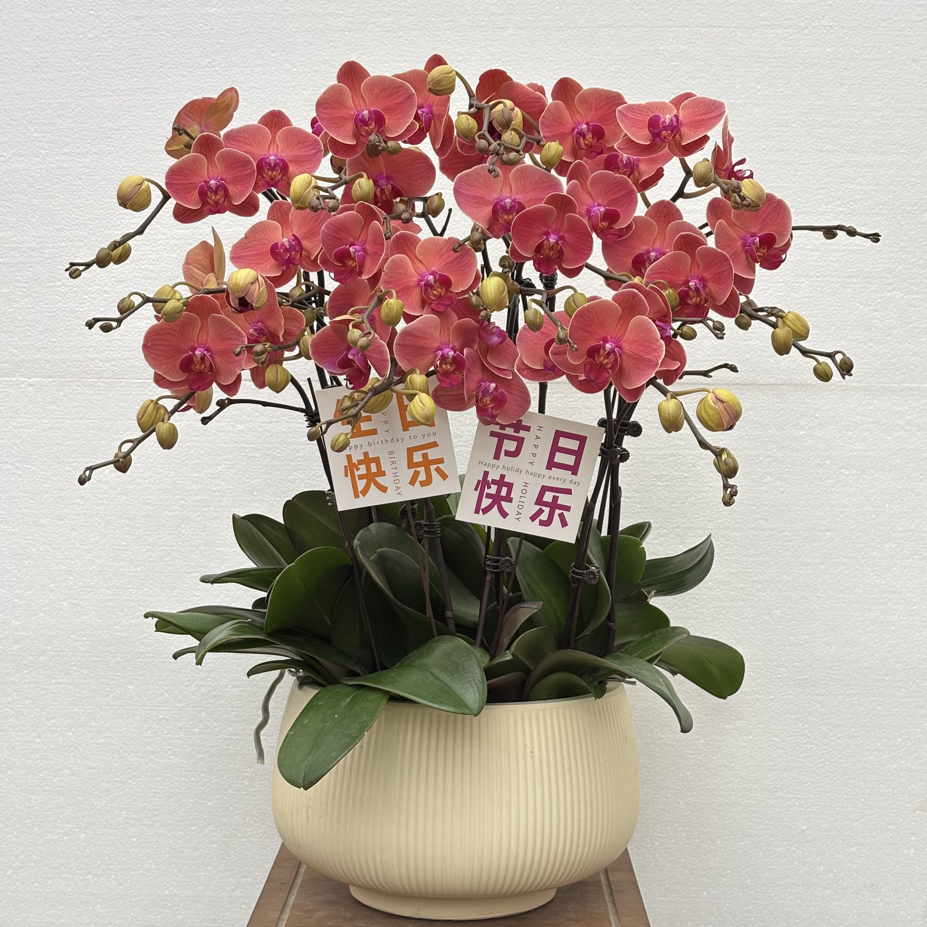 国之兰 [小橘灯] 经典款多色渐变蝴蝶兰室内花卉 基地直发