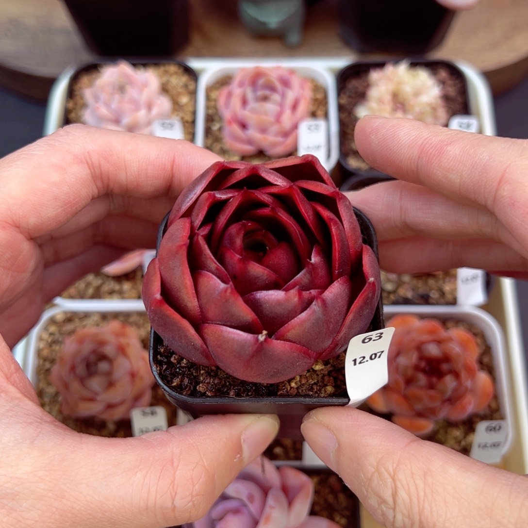 好好看63、哈哈哈哈