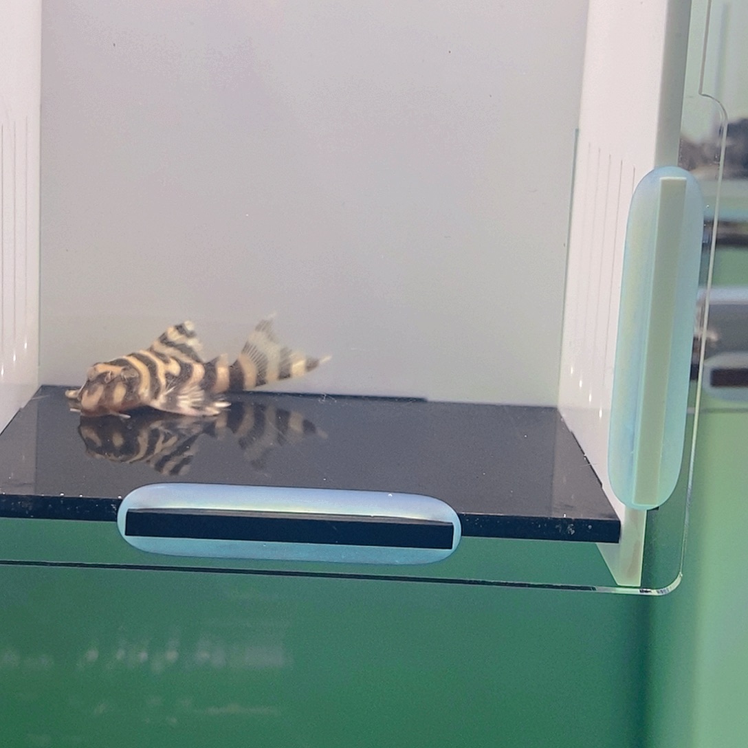 清道夫鱼皇室异型3号