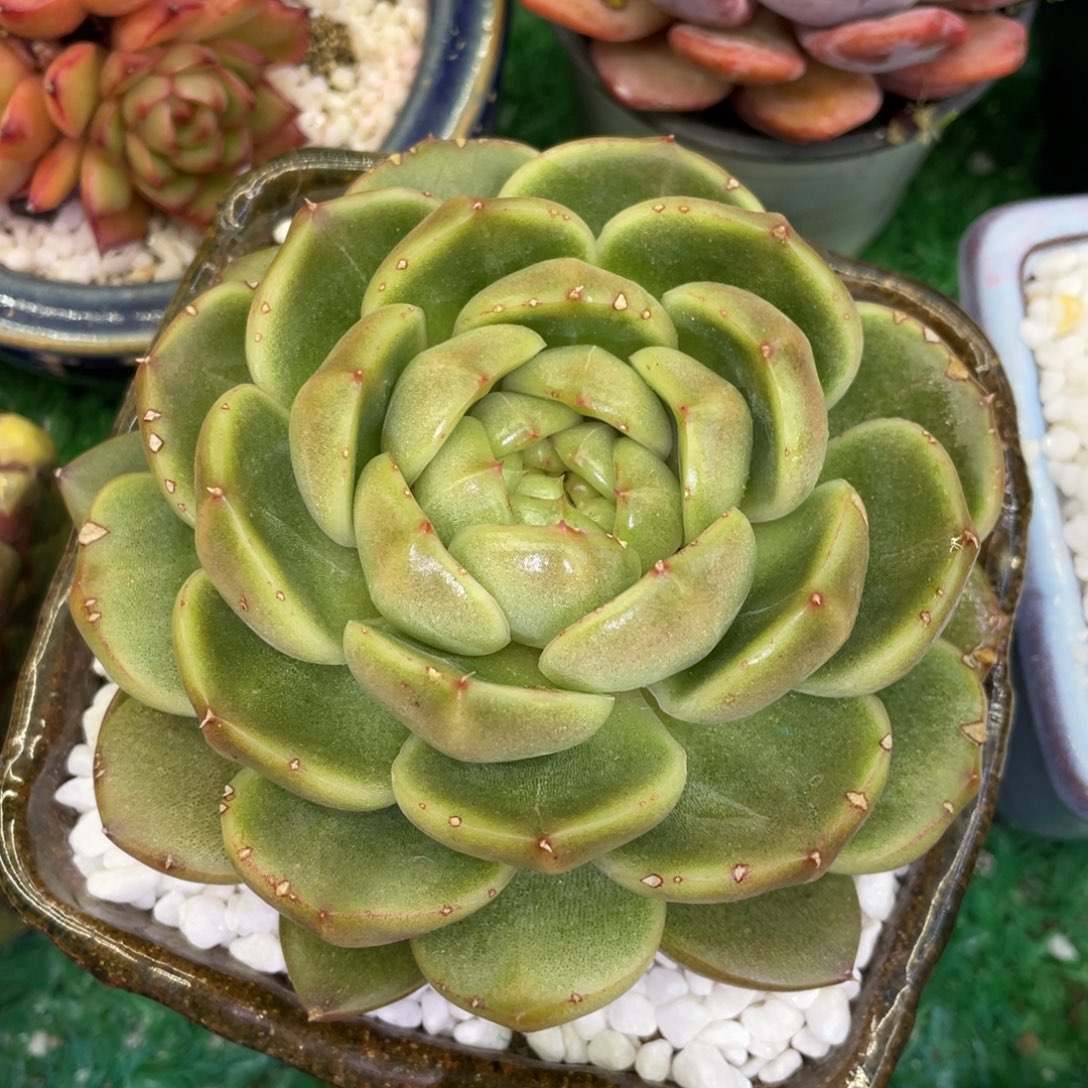 多肉植物盆栽多肉的