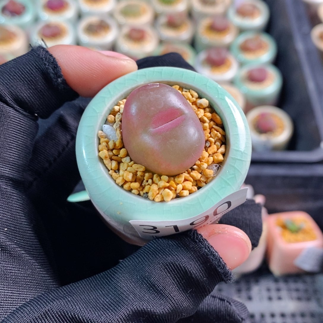 3190-一物一拍 带盆