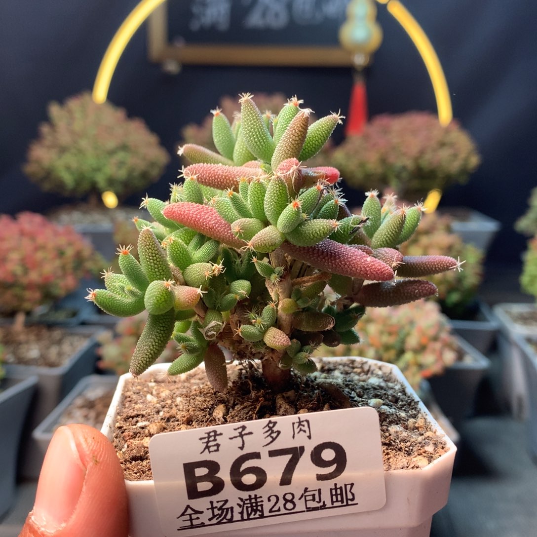 679玉米。           