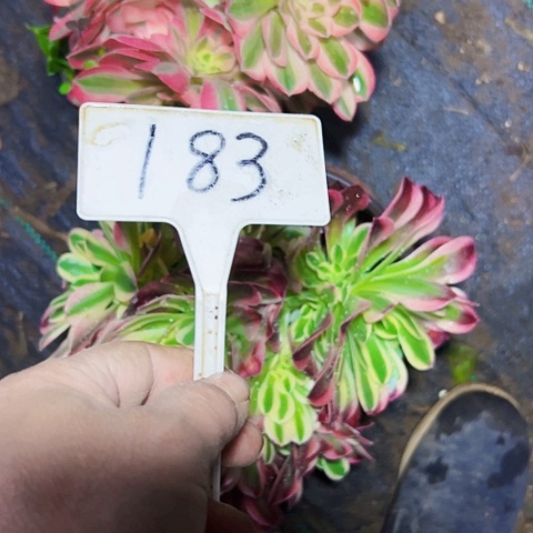 多肉植物组合2个