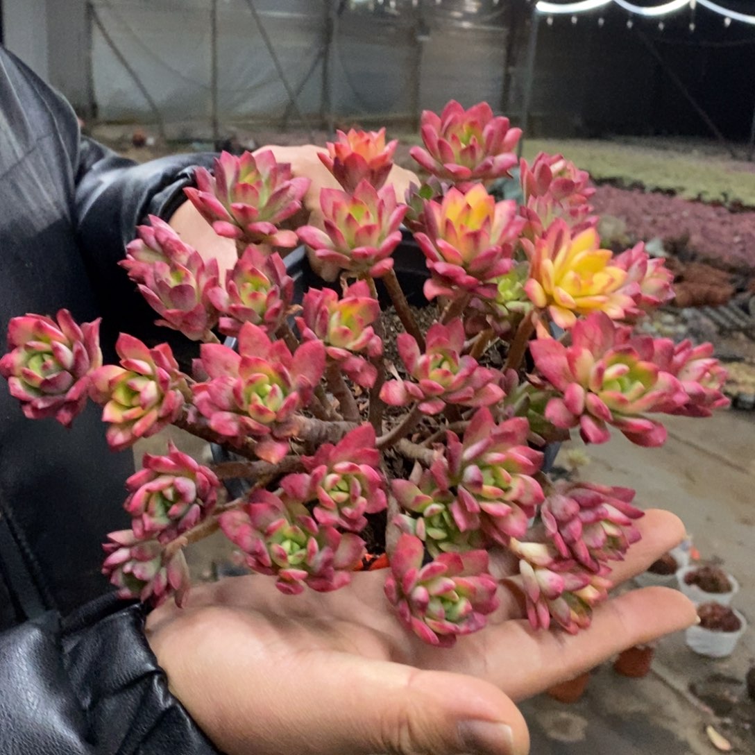 小叮当锦整桩无砍老桩