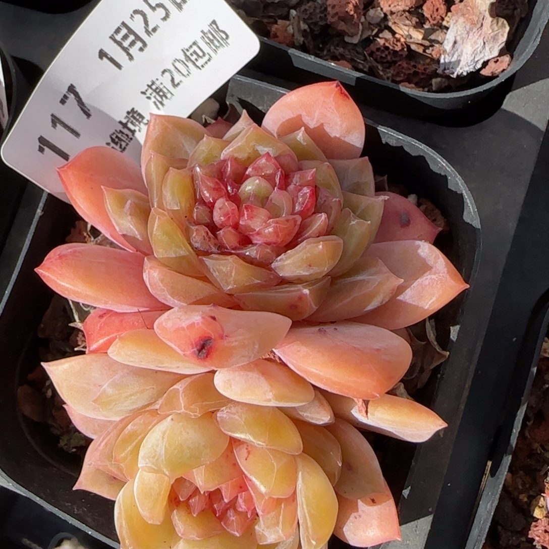 花语逸镜0125-117