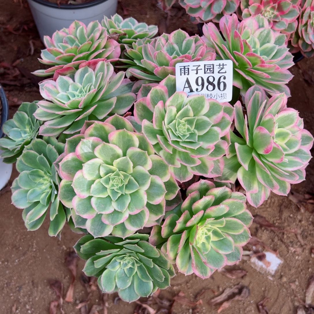 986海王尺寸23左右