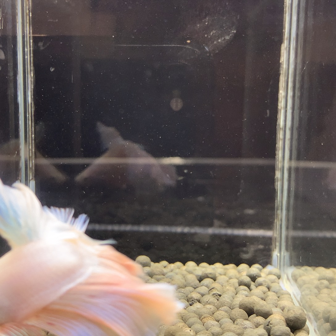 海水鱼七弟泰国斗鱼858