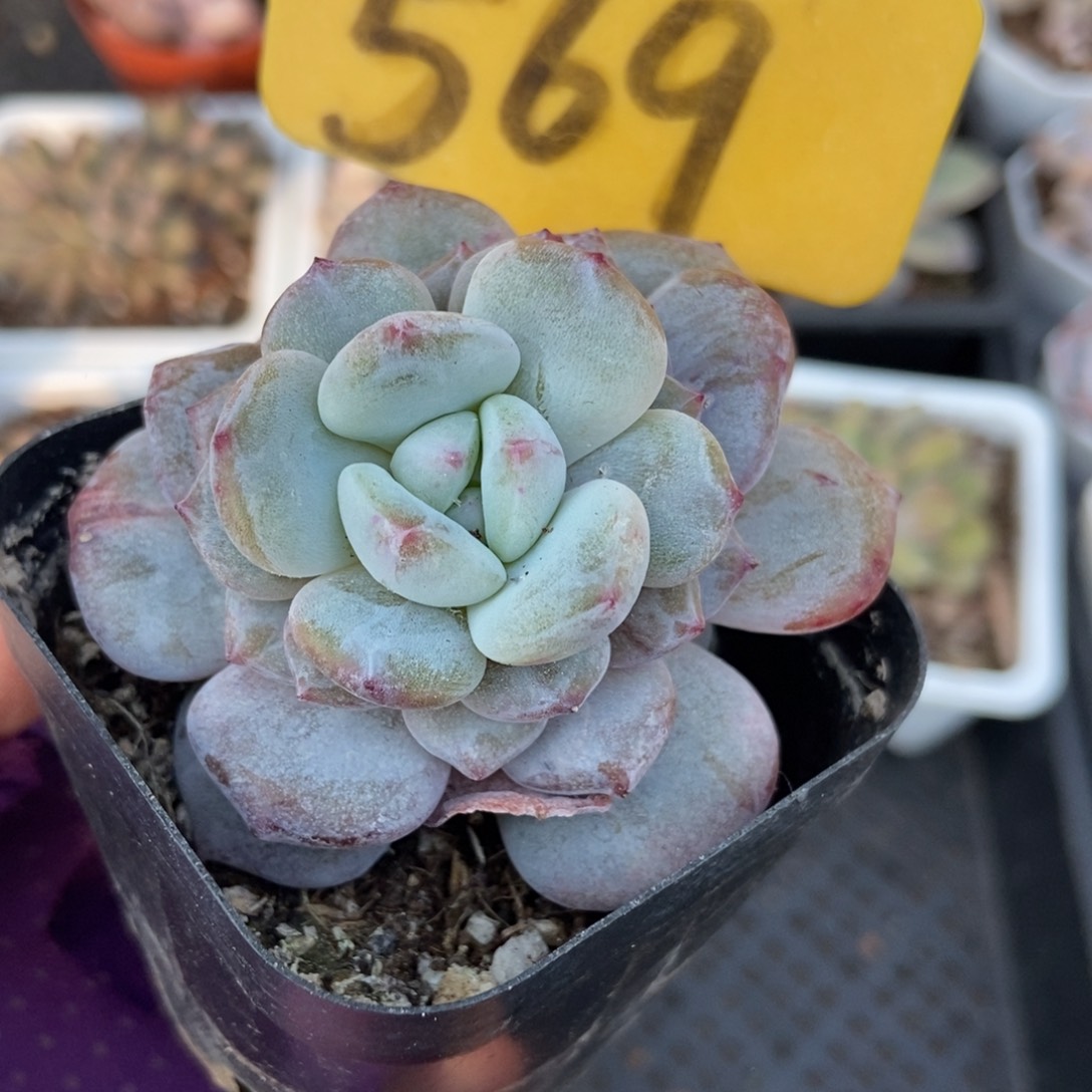 569玉芙蓉石化多肉植物